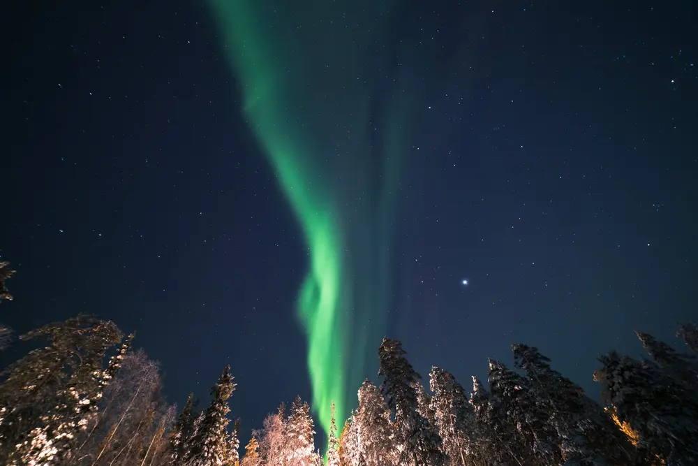 Northern lights above the pines